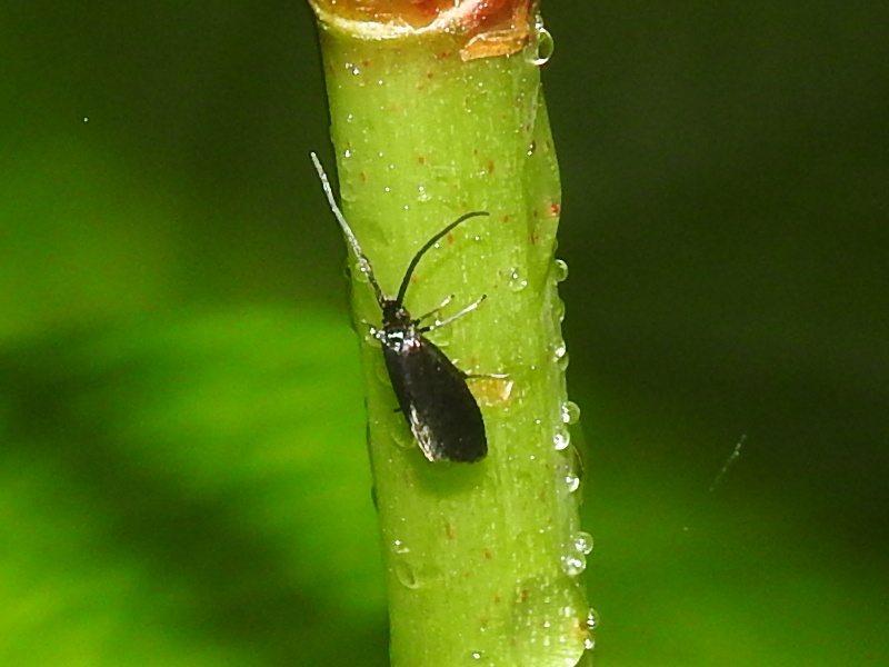 �ޥĥ��ҥ����Х͡�