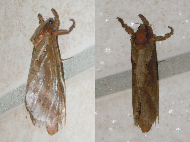 ������ꥬ