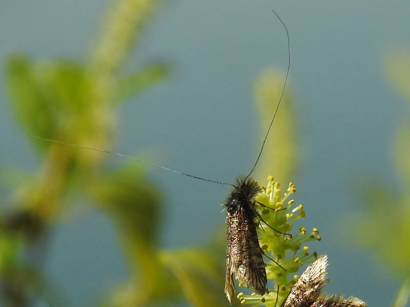 ���ޥեҥ��ʥ�