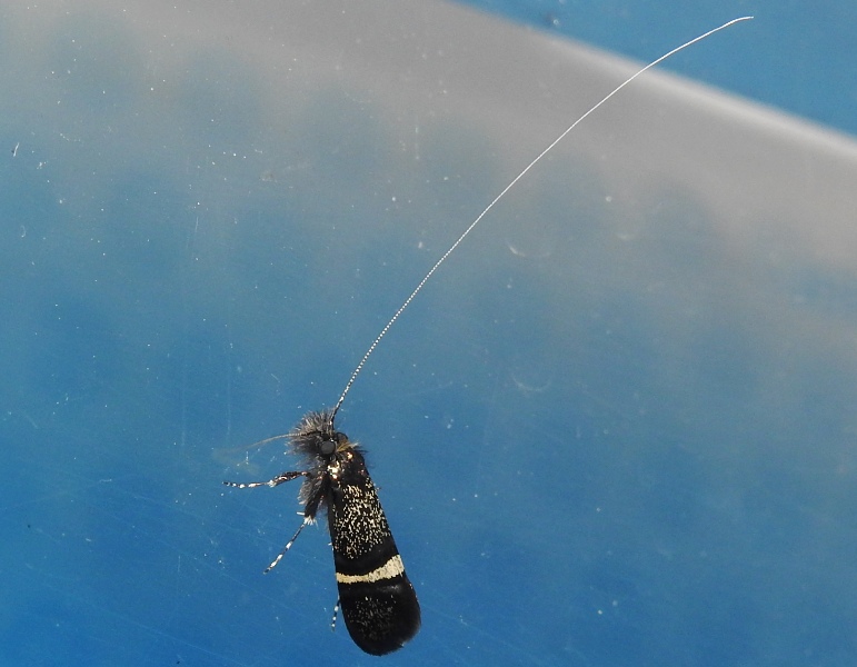 �����ӥ����ҥ��ʥ�