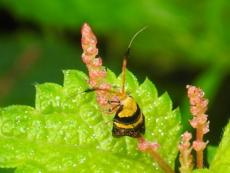 �ҥ����ӥҥ��ʥ����᥹