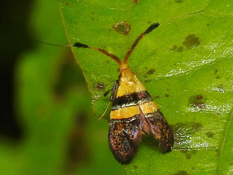 �ҥ����ӥҥ��ʥ�