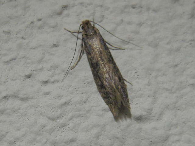 ナガバヒロズコガ