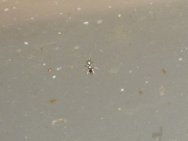 ���ǥ��ܥ��ۥ���