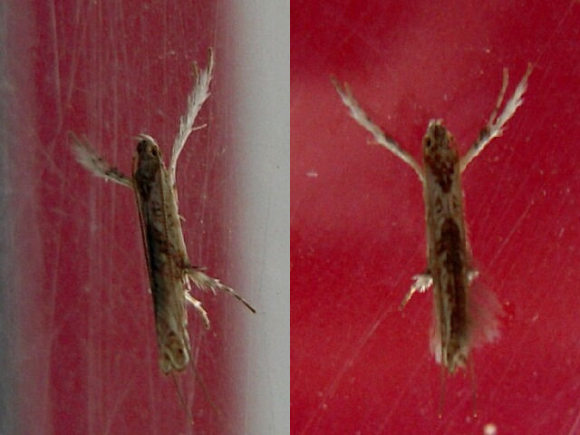 �ե������֥��ۥ���