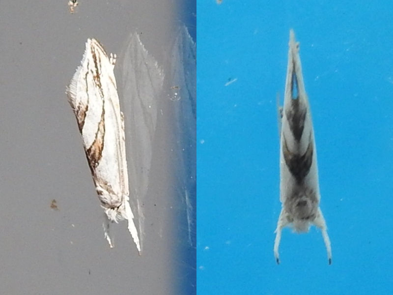 �����ӥĥХ᥹��