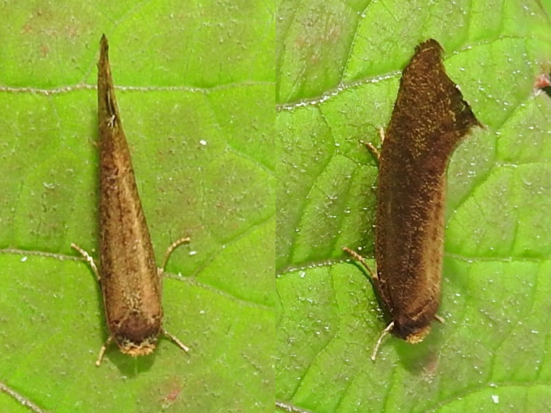 ���ʥ饯���֥���