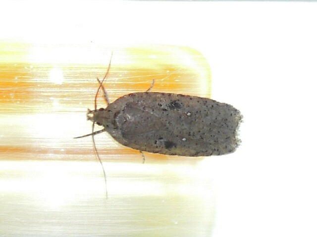 �ҥ饿�ޥ�ϥ��Х�������