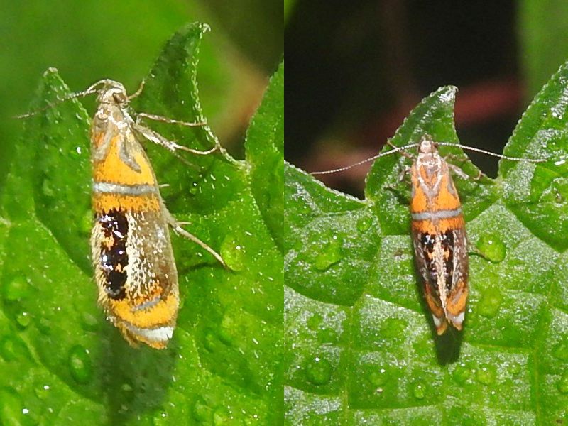 �������٥˥ޥ�ϥ��Х�