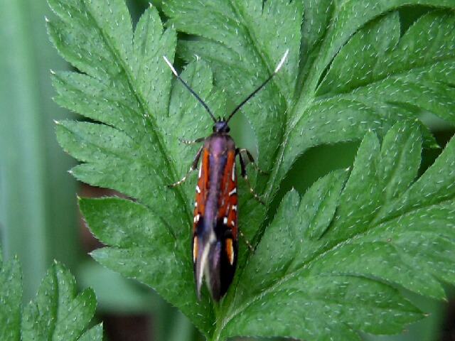 ���Υ��ޥ�ϥ��Х�