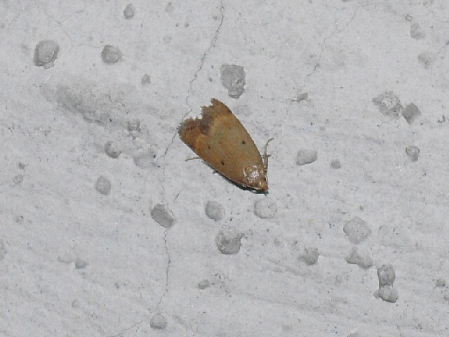 ����ϥҥ�ޥ�ϥ��Х�