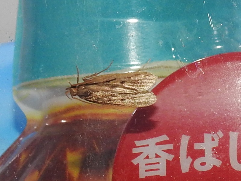 �˥������ޥ�ϥ��Х�