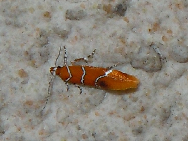 ���������٥˥ޥ�ϥ��Х�