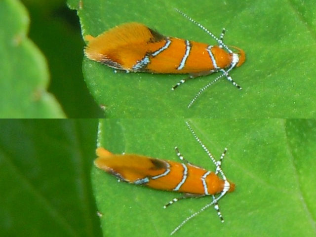 �ե�����٥˥ޥ�ϥ��Х�