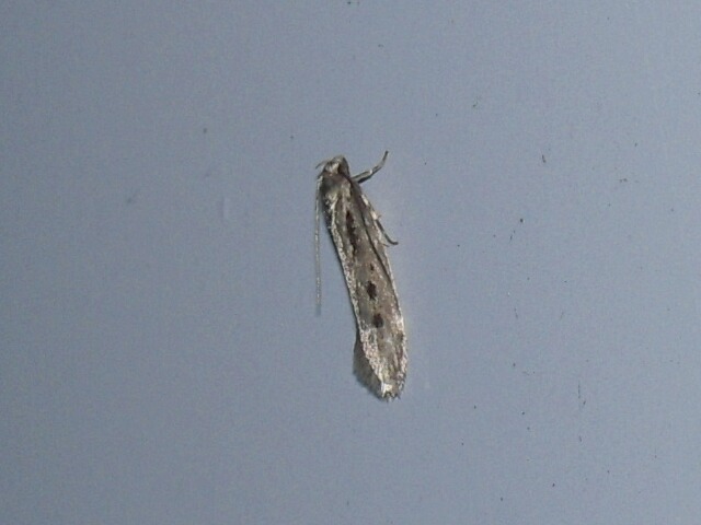 �ޥ�ϥ��Х��ʡ�̤Ʊ��