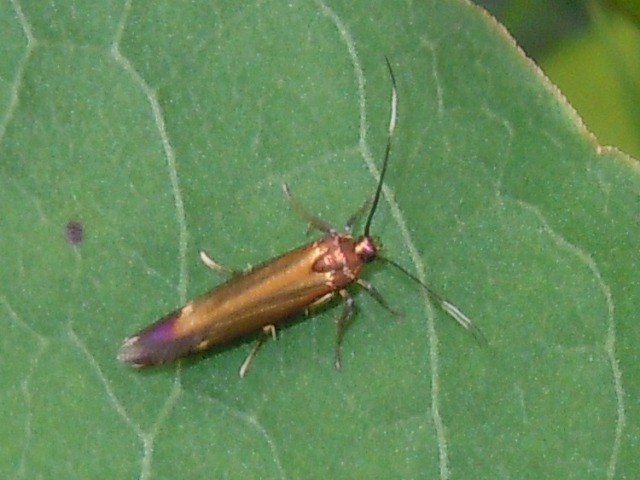 �����ޥ�����ɥ�