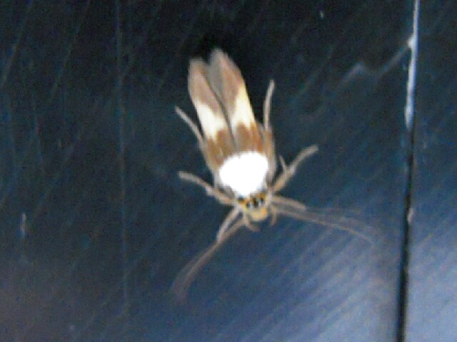 ���ӥޥ�����