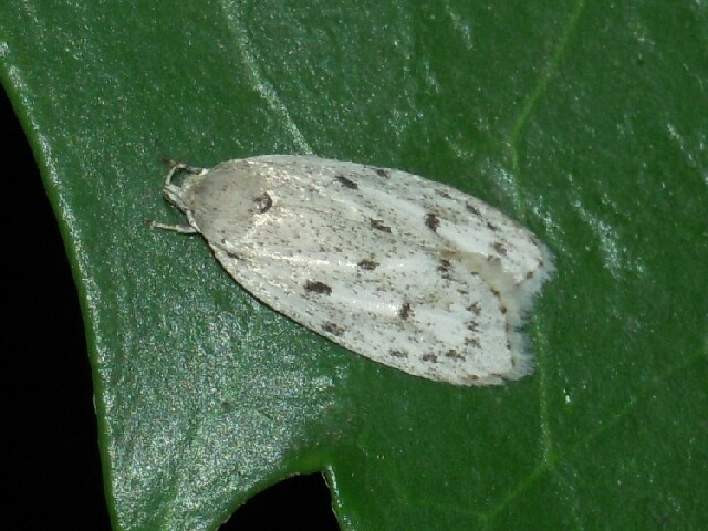 ���ޥե����ϥӥ����Х�