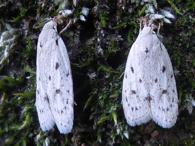 ���ޥե����ϥӥ����Х�