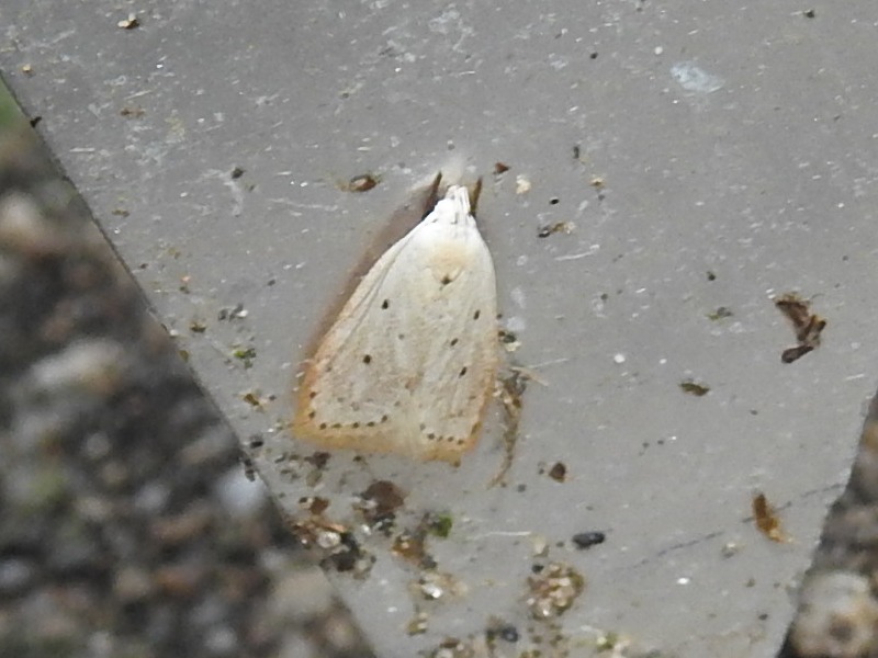 �����Хͥ��ޥե����ϥӥ����Х�