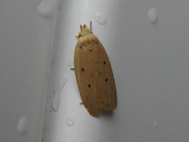 ���ޥե������ϥӥ����Х�