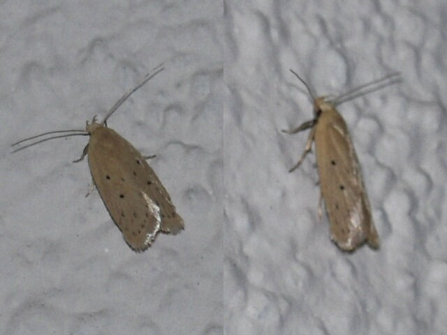 ���ޥե������ϥӥ����Х�