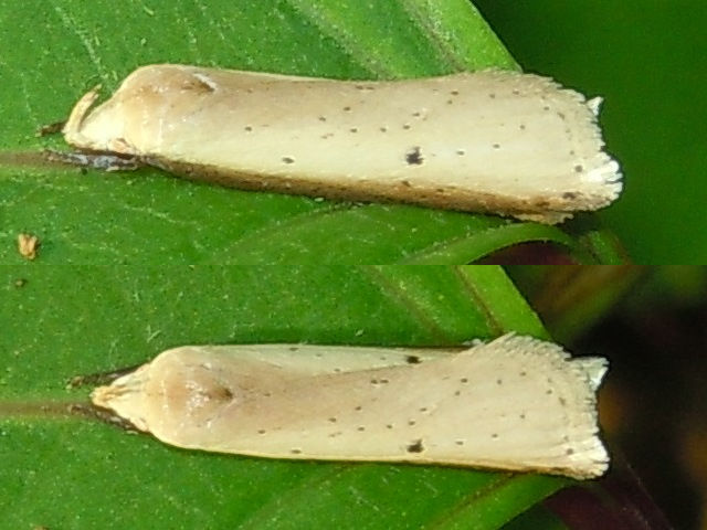 �ޥ����㥪���ϥӥ����Х�