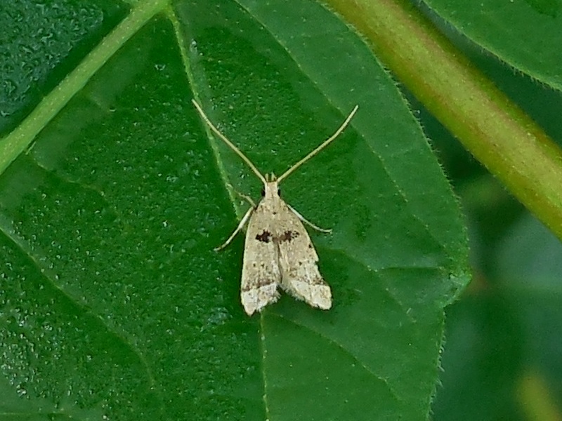 ���ӥ������Хͥҥ��ʥ����Х�