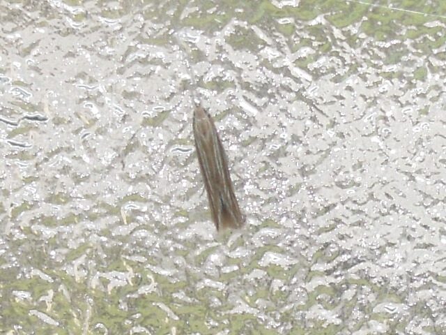 �ĥĥߥΥ��ʡ�����