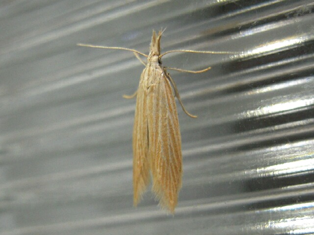 �ĥĥߥΥ��ʡ�����