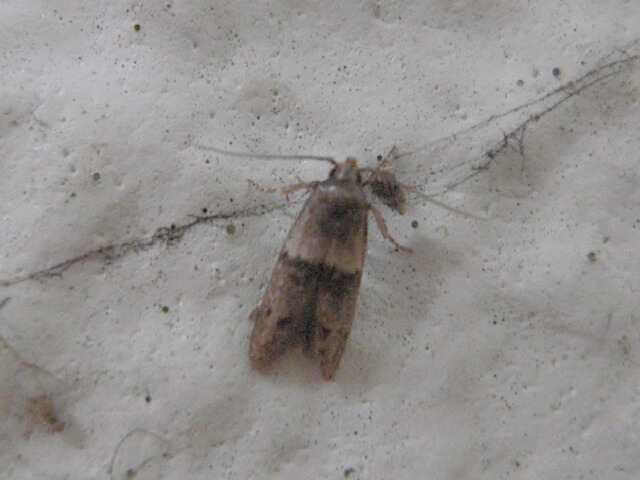 �������ͥޥ�ϥ��Х�