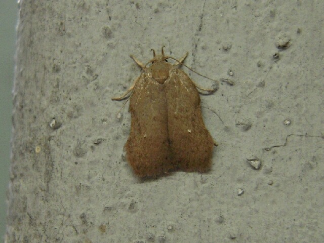 �ͥ��ߥ����ꥭ�Х���