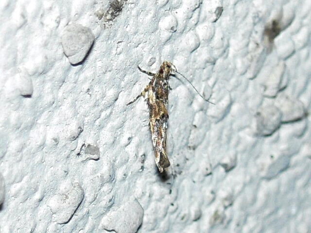 �����β�