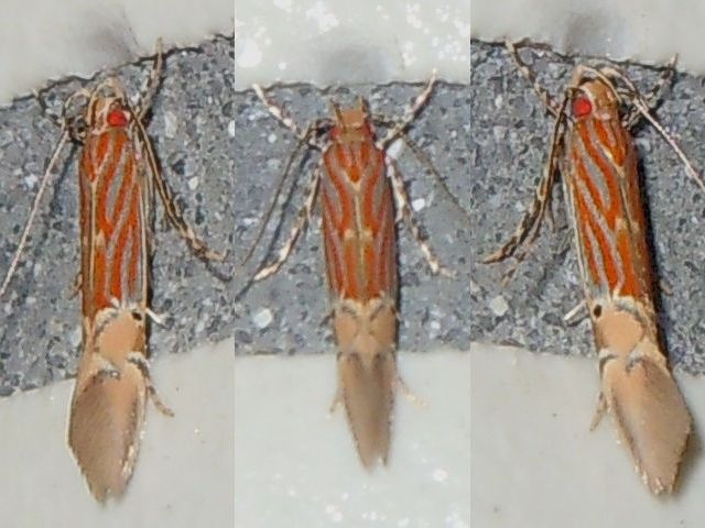 �٥˥��ȥ���ۥ���