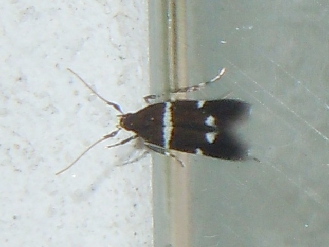 ���֥ҥ��ȥ���ۥ���