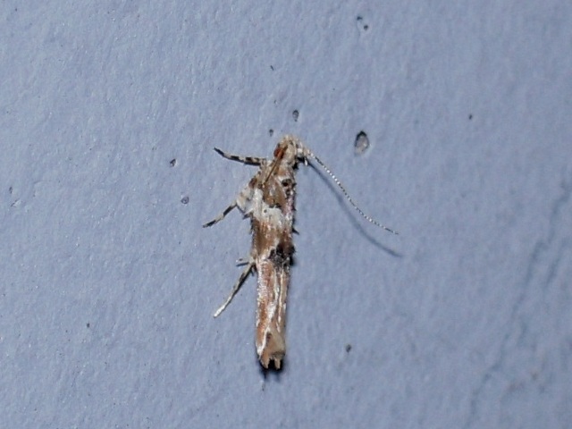 マダラトガリホソガ