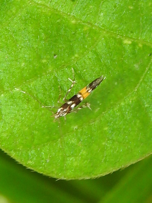 ����ॷ������� 