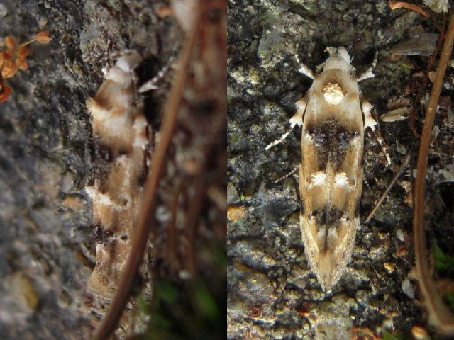 ���å������ӥ��Х�