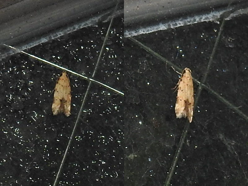 ���ޥե��������Х�