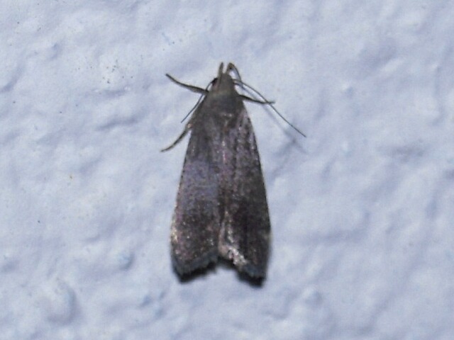 �����饭�Х�