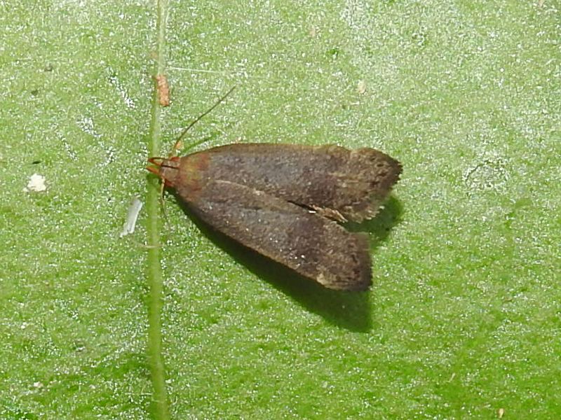 �����饭�Х�