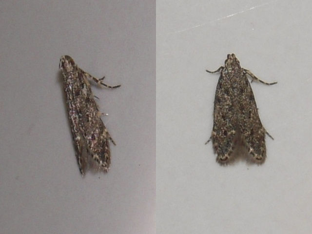 �ϥ��ޥ��饭�Х�