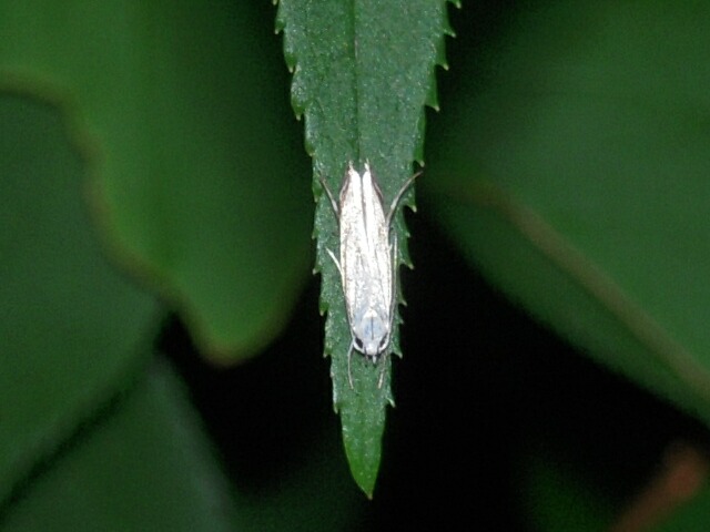 �������������Х�