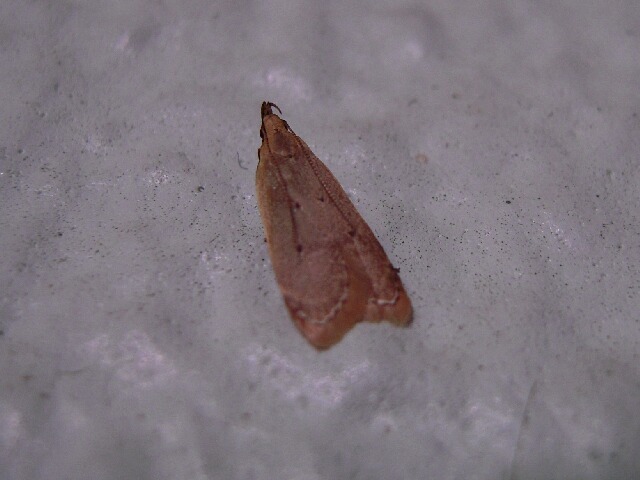 �����ťޥ������Х�