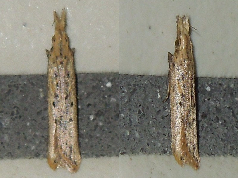 �����ܥ��ե����Х�