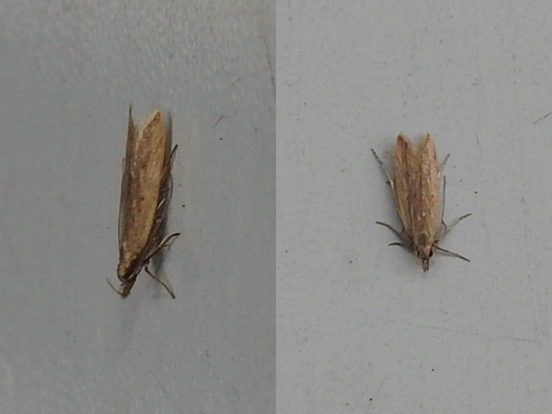 ���ե����Х�