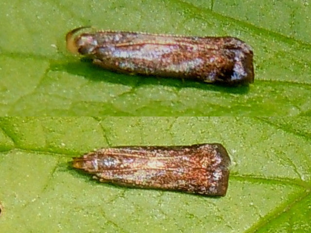 ���ɥꥭ�Х�