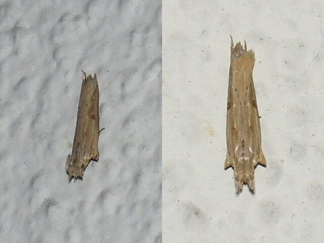 ������󥭥Х�