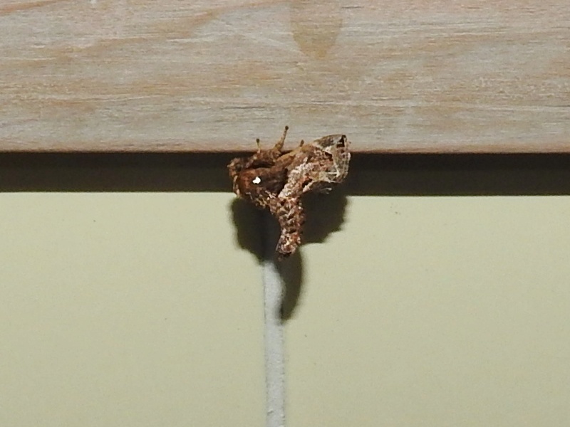 ��饵�����饬