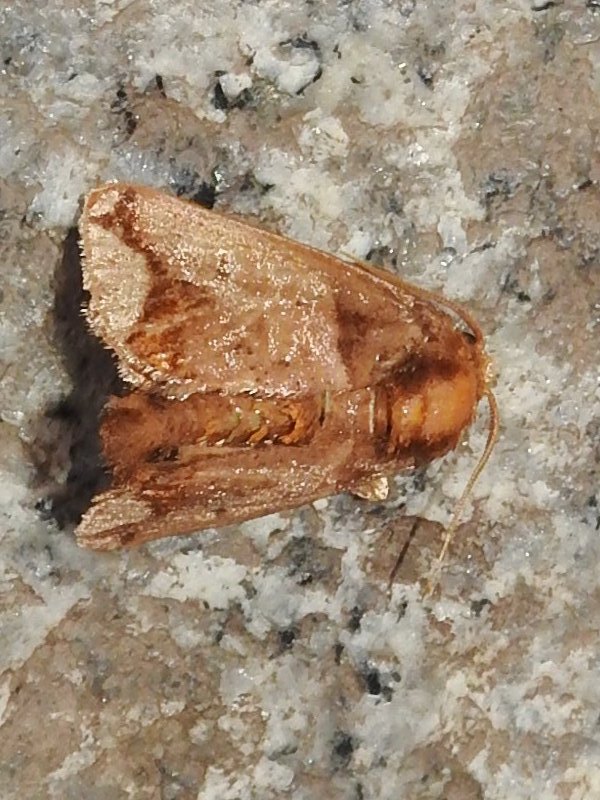 ������󥤥饬